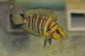 Altolamprologus Compressiceps GOLD HEAD-0
