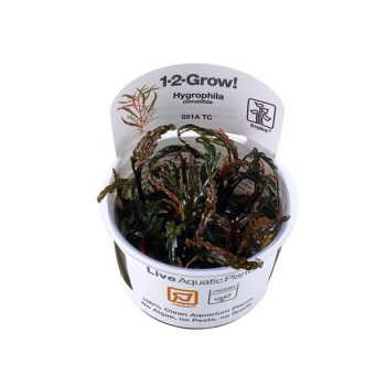 Tropica Hygrophila Pinnatifida 1-2 Grow