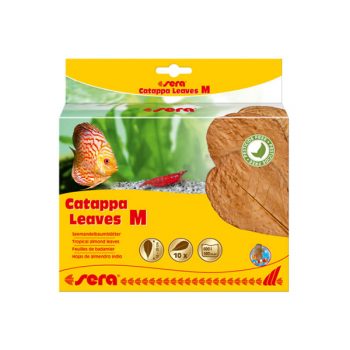 Sera Catappa Leaves M