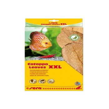 Sera Catappa Leaves XXl