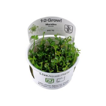 Tropica Marsilea Hirsuta 1-2-Grow!