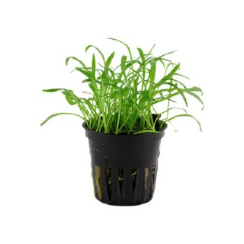 Tropica Lilaeopsis Brasiliensis