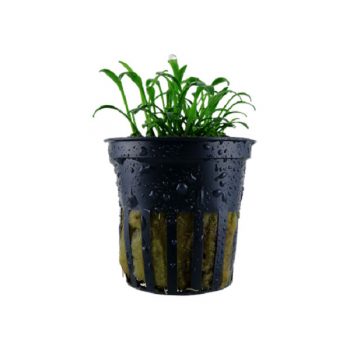 Tropica Cryptocoryne Parva