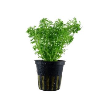 Tropica Limnophila Sessiliflora