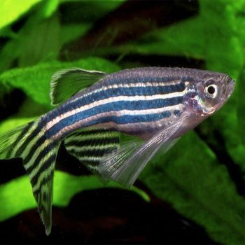Danio rerio - Zebra Danio Long Fins