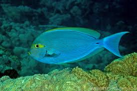 Acanthurus mata M - Elongate Surgeonfish
