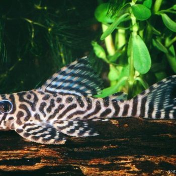 Hypancistrus sp. - King Tiger Pleco L066 4cm