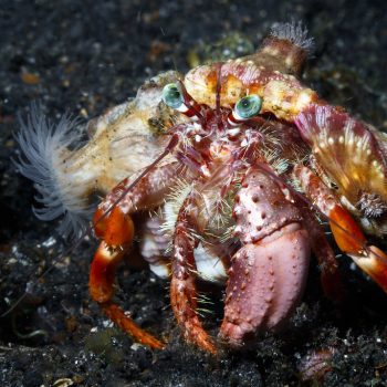Dardanus pedunculatus - Anemone Herbit Crab