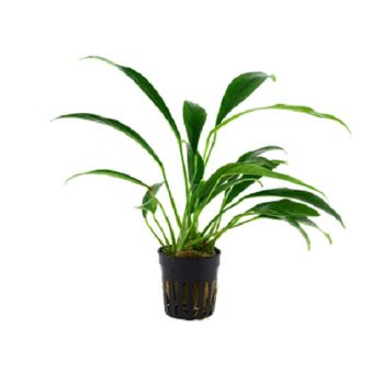 Tropica Anubias barteri var. glabra potted