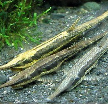 Farlowella acus-Twig Catfish M/L