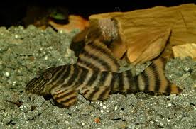 Panaqolus sp. L002 - Tiger Peckoltia 9-11 cm