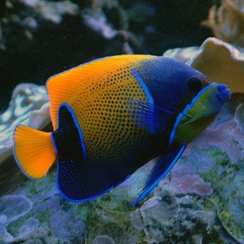 Pomacanthus navarchus (Adult) S - Majestic Angelfish