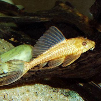 Hypostomus plecostomus - Albino Common Plecostomus 5-7cm