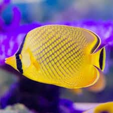 Chaetodon rafflesi S - Latticed Butterflyfish