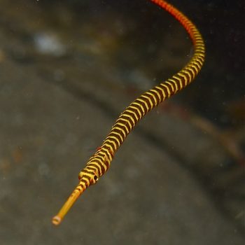 Doryrhamphus dactyliophorus M - Banded Pipefish