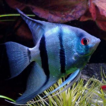 Pterophyllum scalare - Angelfish Blue 4-5cm