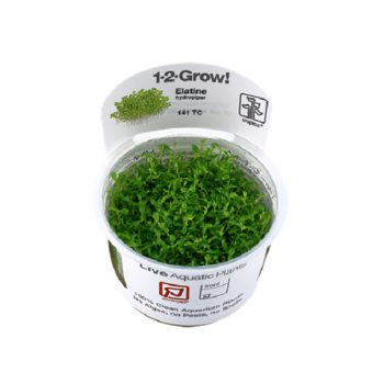 Tropica Elatine Hydropiper 1-2 Grow