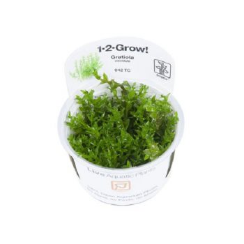 Tropica Gratiola Viscidula 1-2 Grow