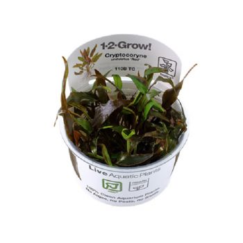 Tropica Cryptocoryne Undulata "Broad Leaf" 1-2 Grow