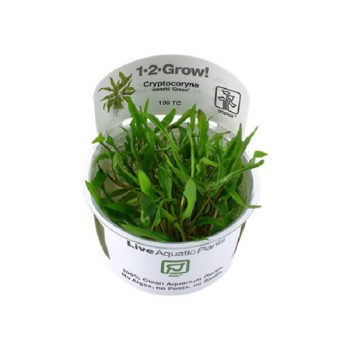 Tropica Cryptocoryne Wendtii Green 1-2 Grow