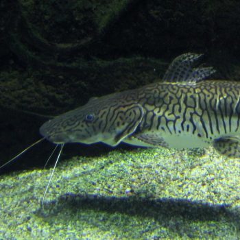 Pseudoplatystoma fasciatum - Tiger Shovelnose 5-6cm