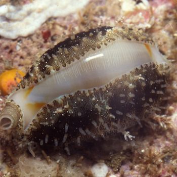 Monetaria annulus - Ring Cowrie