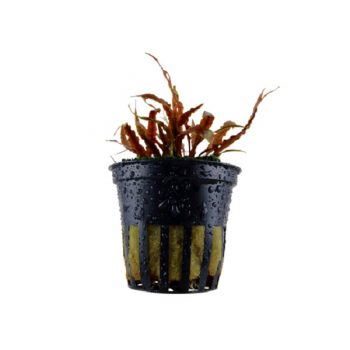 Tropica Cryptocoryne Albida 'Brown'