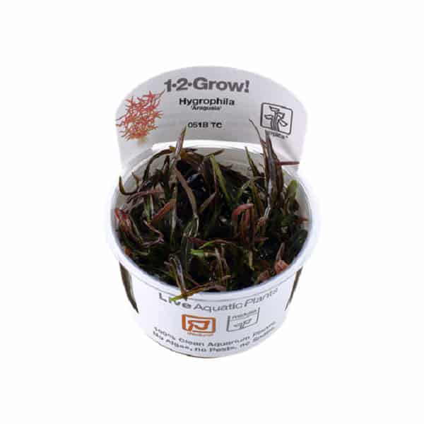 Tropica Hygrophila "Araguaia" 1-2 Grow 1 Tropica Hygrophila "Araguaia" 1-2 Grow