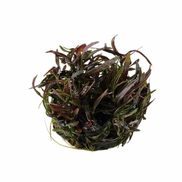 Tropica Hygrophila "Araguaia" 1-2 Grow 2 Tropica Hygrophila "Araguaia" 1-2 Grow - Image 2