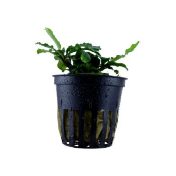 Bucephalandra Wavy Green