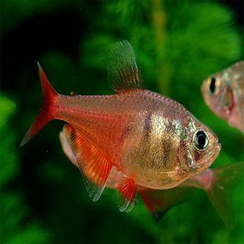 Hyphessobrycon flammeus - Flame Tetra