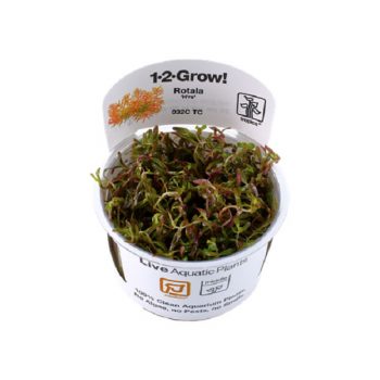 Tropica Rotala H'Ra' 1-2 Grow