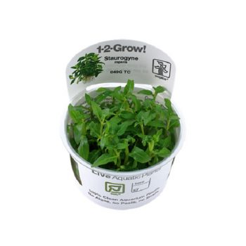 Tropica Staurogyne Repens 1 -2 Grow!