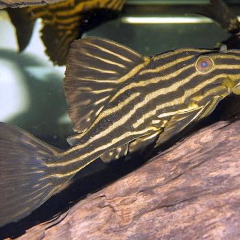 Panaque nigrolineatus -Gold Royal Pleco L027