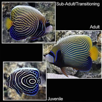 Pomacanthus imperator Adult S - Emperor Angelfish