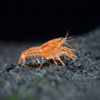 Cambarellus patzcuarensis var. Orange -Mini Mexican Dwarf Crayfish 2 cm