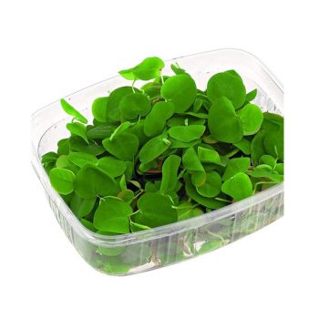 Phyllanthus Fluitans