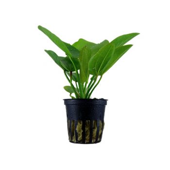 Tropica Echinodorus Aquartica Potted