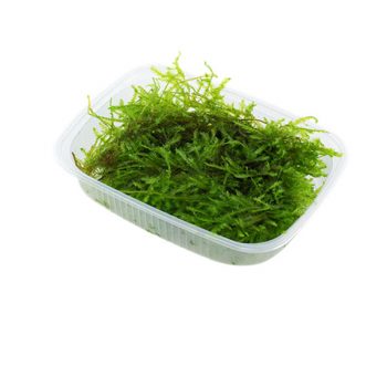 Tropica Vesicularia montagnei 'Christmas' Portion