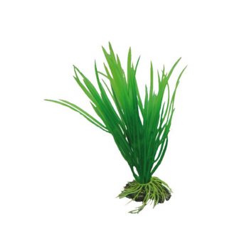 Hobby Cyperus 16cm