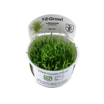 Tropica Lilaeopsis Brasiliensis 1-2 Grow