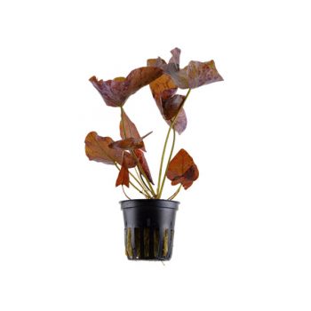 Tropica Nymphaea Lotus Potted