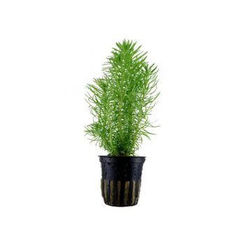 Tropica Pogostemon Deccanensis Potted