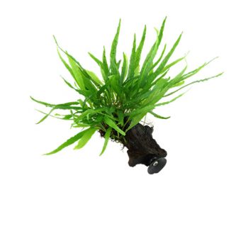 Tropica Microsorum Pteropus "Narrow" On Wood