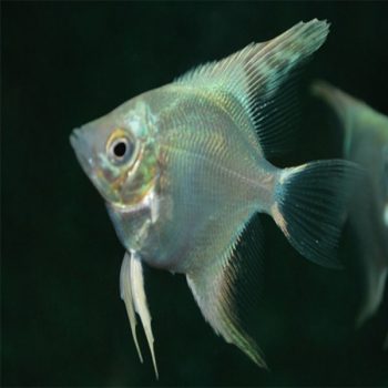 Pterophyllum scalare - Angelfish Platinum 5cm