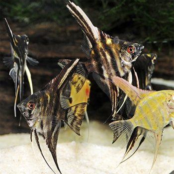 Pterophyllum scalare - Angelfish Assorted 3-4cm