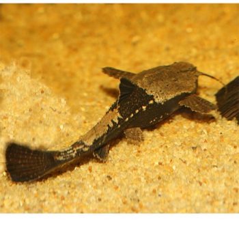 Bunocephalus coracoideus - Banjo Catfish