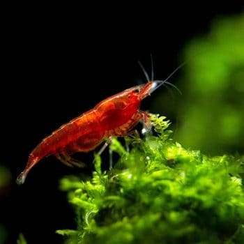 Neocaridina davidi-Bloody Mary Shrimp