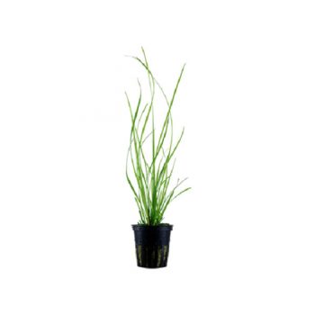 Tropica Cyperus Helferi Potted