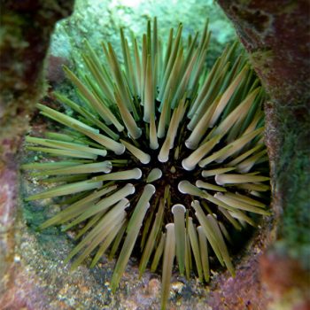 Echinometra mathaei - Rock Urchin